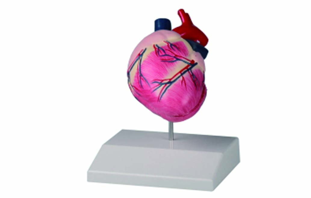 イヌの心臓模型